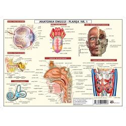 Plansa Anatomie 1