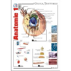 Plansa de Anatomie 1 contine reprezentari ale celulei si tesuturilor; celulelor sangelui; sistemului digestiv