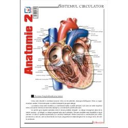 Plansa de Anatomie 2 contine reprezentari ale sistemului circulator; sistemului limfatic; sistemului respirator