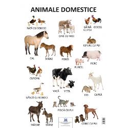 Plansa - Animale domesticeDimensiuni 70 x 50 cmGreutate 013 kg