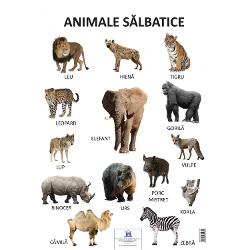 Plansa Animale salbatice  este o plansa educativa educativa ilustreaza animale salbatice precum- Leu- Hiena- Tigru- Leopard- Elefant- Gorila- Lup- Vulpe- Porc mistret- Urs- Rinocer- Camila- Zebra- Koala Dimensiuni 70 x 50 cmGreutate 013 kg