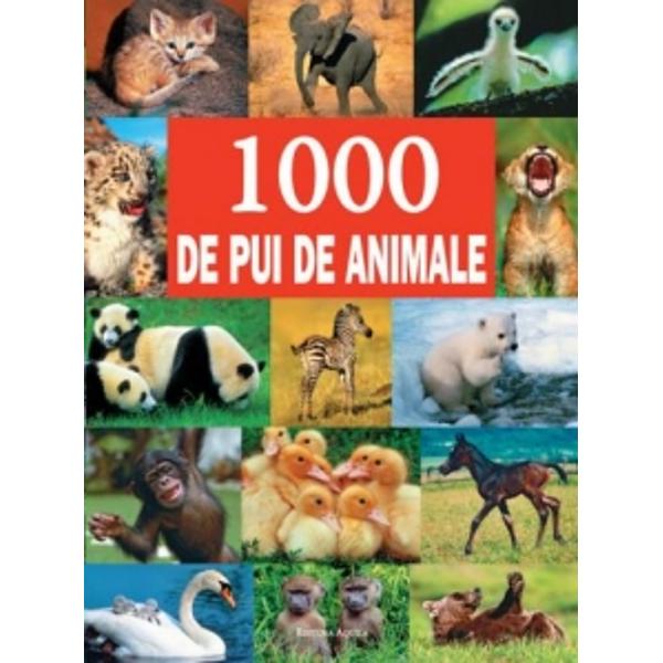 1000 de pui de animale invit&259; cititorii într-o c&259;l&259;torie într-un safari de imagini deosebite fantastice imagini color ale celor mai buni fotografi înf&259;&355;i&351;eaz&259; puii de animale de pe toate continentele Bog&259;&355;ia speciilor este prezentat&259; în toate situa&355;iile de via&355;&259;; de la na&351;tere &351;i joaca cu tovar&259;&351;ii pân&259; la primele încerc&259;ri de vân&259;toare 