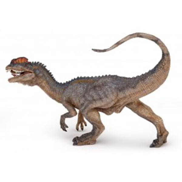 Figurina Papo - Dinozaur Dilophosaurus Un dinozaur carnivor  theropod din perioada Jurasicului timpuriu acum aproximativ 200 de milioane de ani Dilophosaurus poate masura pana la 6 m lungime si poate cantari aproximativ 500 kgJucarie educationala realizata manual excelent pictata si poate fi colectionata de catre 