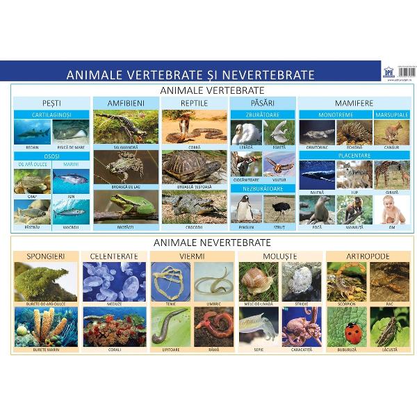 Plansa - Animale vertebrate si nevertebrateDimensiuni 70 x 50 cmGreutate 013 kg
