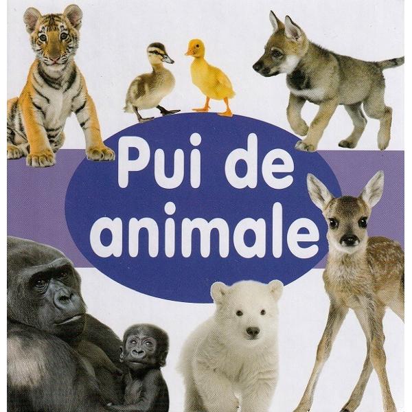 O minunata carte frumos ilustrata cu ajutorul careia copiii vor invata mai usor numele puilor de animale 