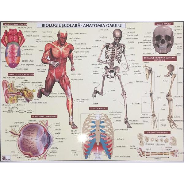 Plansa Anatomie
